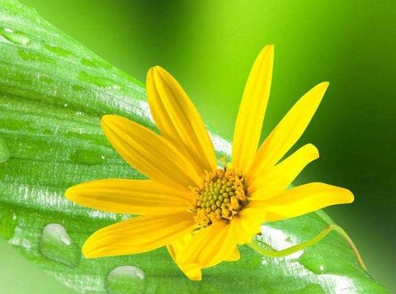 能给丈夫带来财运的生肖女,鸿福万千,年底前有望赚百万再不差钱 1