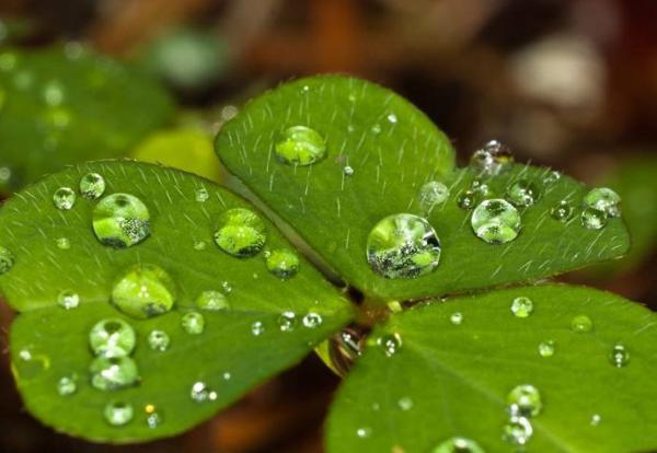 能给丈夫带来财运的生肖女,鸿福万千,年底前有望赚百万再不差钱 2