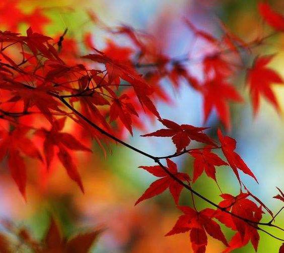 能给丈夫带来财运的生肖女,鸿福万千,年底前有望赚百万再不差钱 3