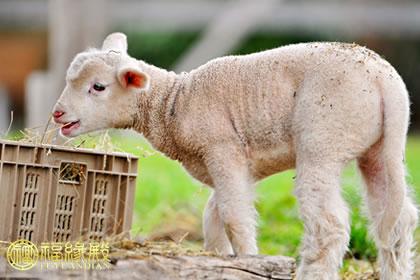 2015年羊年出生的人命运如何？