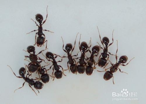 风水学中家里有蚂蚁是什么征兆
