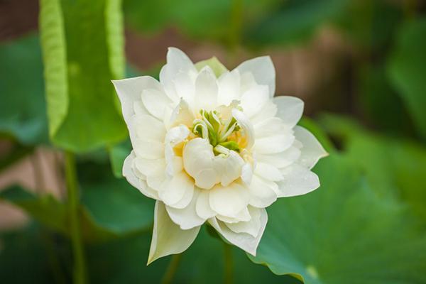 11月喜从天降,财运来袭的四大生肖,好运挡不住 3
