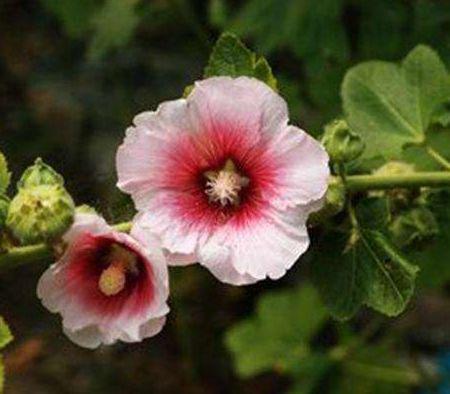 11月上旬鸿运当头,让人高攀不起的生肖,想不发达都难