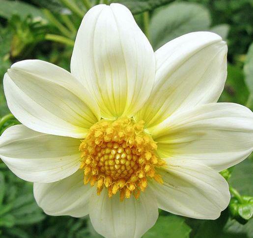 11月上旬鸿运当头,让人高攀不起的生肖,想不发达都难 1