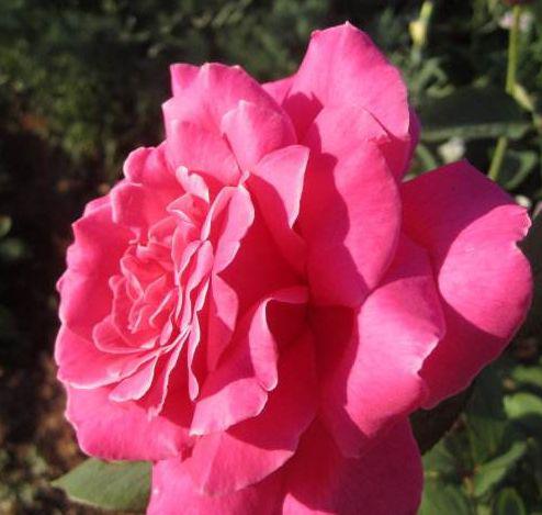 11月上旬鸿运当头,让人高攀不起的生肖,想不发达都难 2