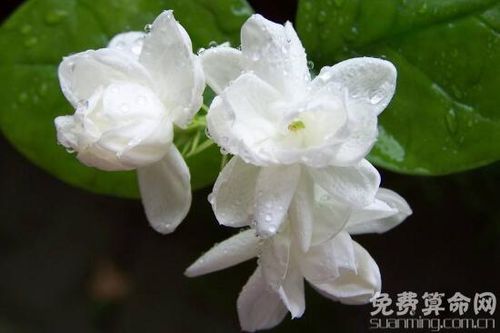茉莉花花语象征着友好，被人们称为友谊之花