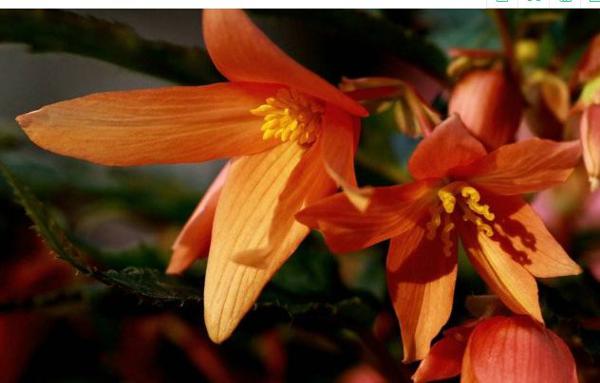 苦日子熬到头,好运来临的生肖,明年开始福气爆棚,财路越走越顺 2