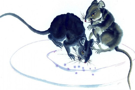 1984年老鼠的命运和运势分析