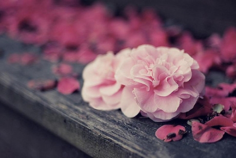 子围斗树-火灾和爆炸的预测实例