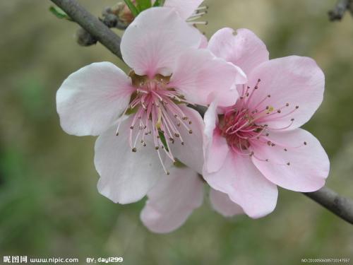 增强冬季桃花的色彩