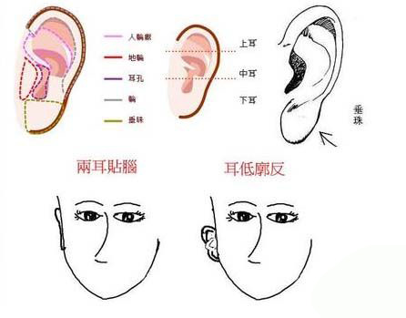 十只普通的女性耳朵