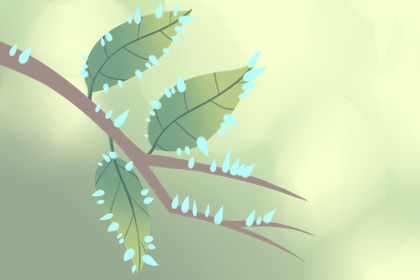 紫微豆树安兴爵 基本介绍:紫薇豆树安星爵讲解