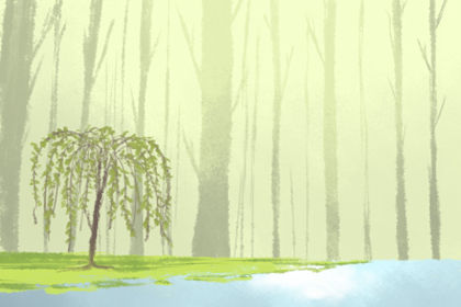 2019日本樱桃季节 2019日本樱花季节,享受樱桃,2