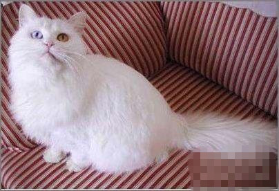 白羊座最合适的宠物猫：山东狮子猫