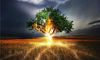 梦见雷电击中树木