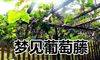 梦到葡萄藤是好事吗 有好兆头吗