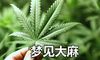 做梦梦见大麻是好事吗 有好兆头吗