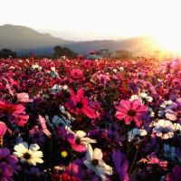 什么是今年正确的红绳?