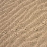 沙子里的人的名字是什么?名字中的这个词是什么?