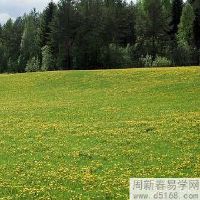 属狗与属虎两种八字婚配合适吗 可以婚配吗