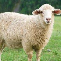 2003年,2022年的绵羊妇女,2003年的19岁羊女的详细解释,2022年每月财富