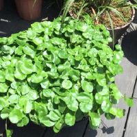 把枫水厂放在哪里有太多?