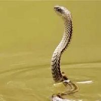 如何与蛇男人相处