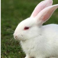 兔子年份的一个月?