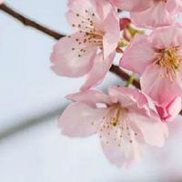 2022年虎本命年运势 犯太岁凶星破坏需注意