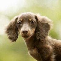 这是狗最痛苦的日期,哪个日期是发源地?