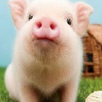 生日,猪的最痛苦的生日,在2022年中详细说明了