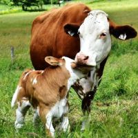 男孩宝贝,一个月,出生的父母(牛婴儿农历生日父母)