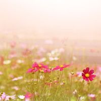 2022年虎年二十四年怎么样?这是一个适合剪毛的一天吗?