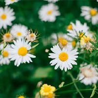 我可以在2022年燃烧香吗?清明节的节日是什么?