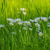 清明出生的名人是什么?几天清明节是?