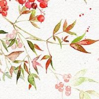 斩去老公烂桃花的妙招 仙人掌或铁树斩除法