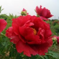 如何在7月3日上午获得金色名称