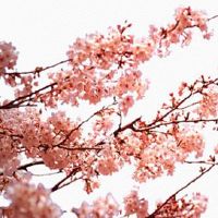 容易成为富婆的痣相 鼻梁长痣称为'赚钱痣'