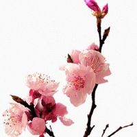 男人极少见的富贵痣 眉心痣'眉里藏珠'