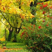 石榴木女人祝你好运,祝你好运,祝你好运