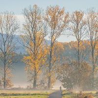 What year is the 2022 Tiger Year? Is it not good for 2022?