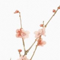 元宵节南方人吃什么北方人吃什么