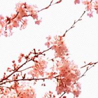 2022年正月十四出生的男孩命好不好 财运昌盛生活安逸