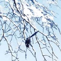 2022年6月10日生肖冲煞: 今日冲什么生肖