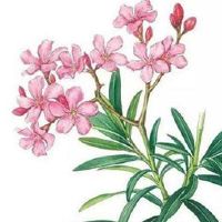 南方春节和北方春节有什么相同点 辞旧迎新同放鞭炮