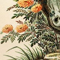 大年初二回娘家的风俗说法 回娘家带什么礼物最好