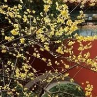 客厅放桃花有讲究吗 花香增加爱情磁场