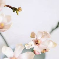 害太岁过年需要穿红色吗 本命年穿红化解煞气