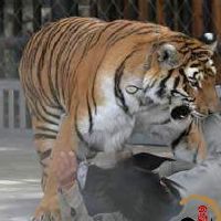 梦见老虎追我但没咬到