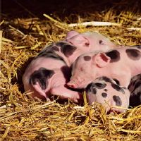 在83r中,猪是最好处的